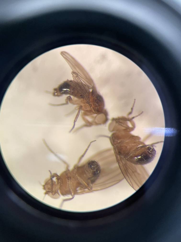 Cambridge Microscope